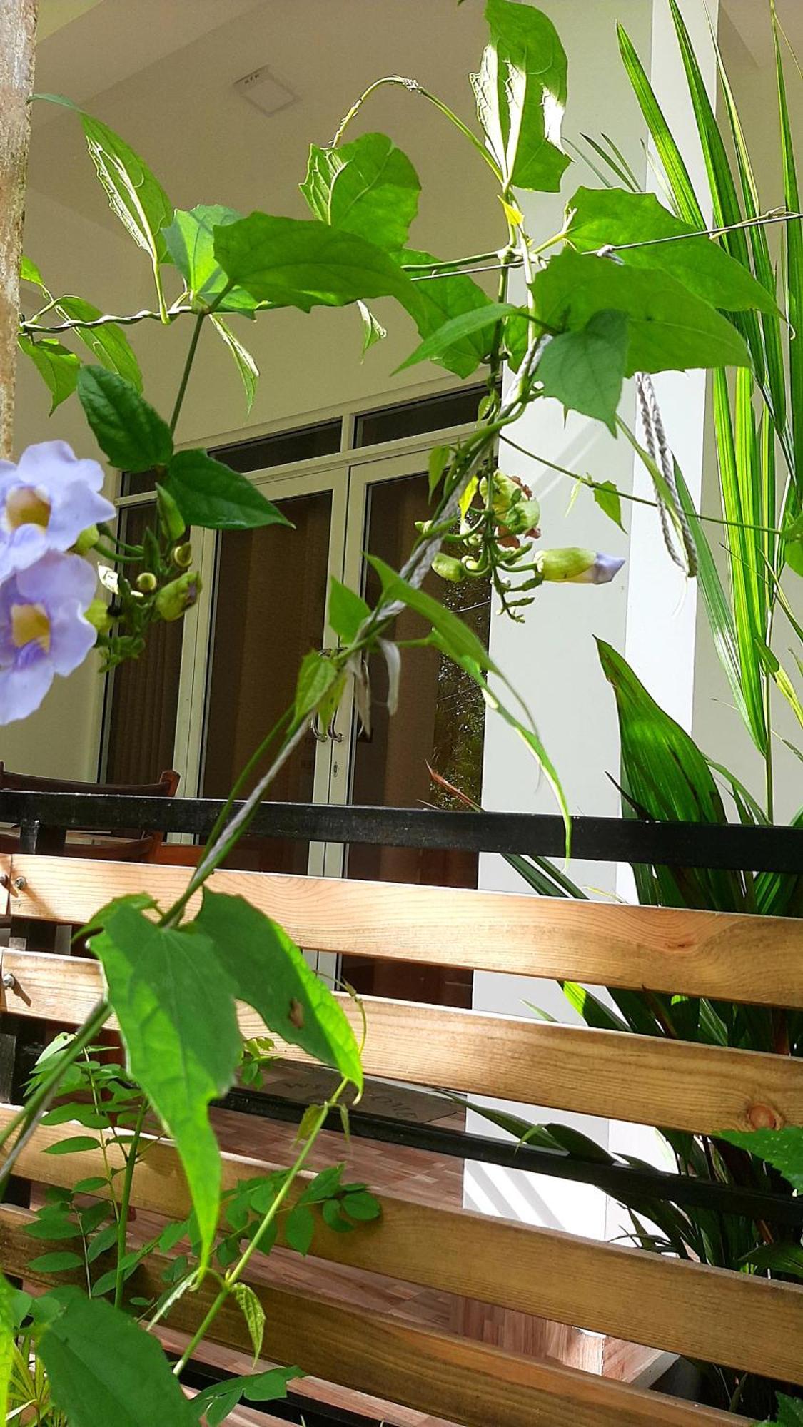 Dhanudi Homestay Ella Exteriér fotografie