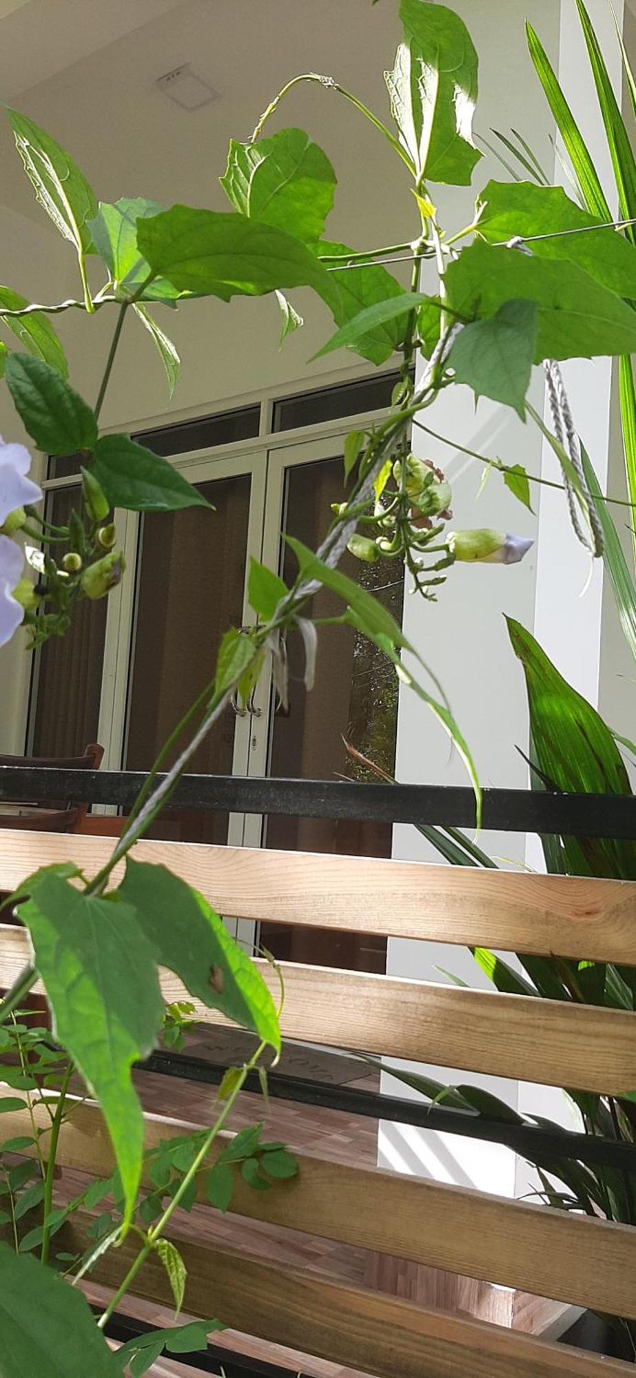 Dhanudi Homestay Ella Exteriér fotografie